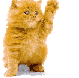 gatto zampa.gif